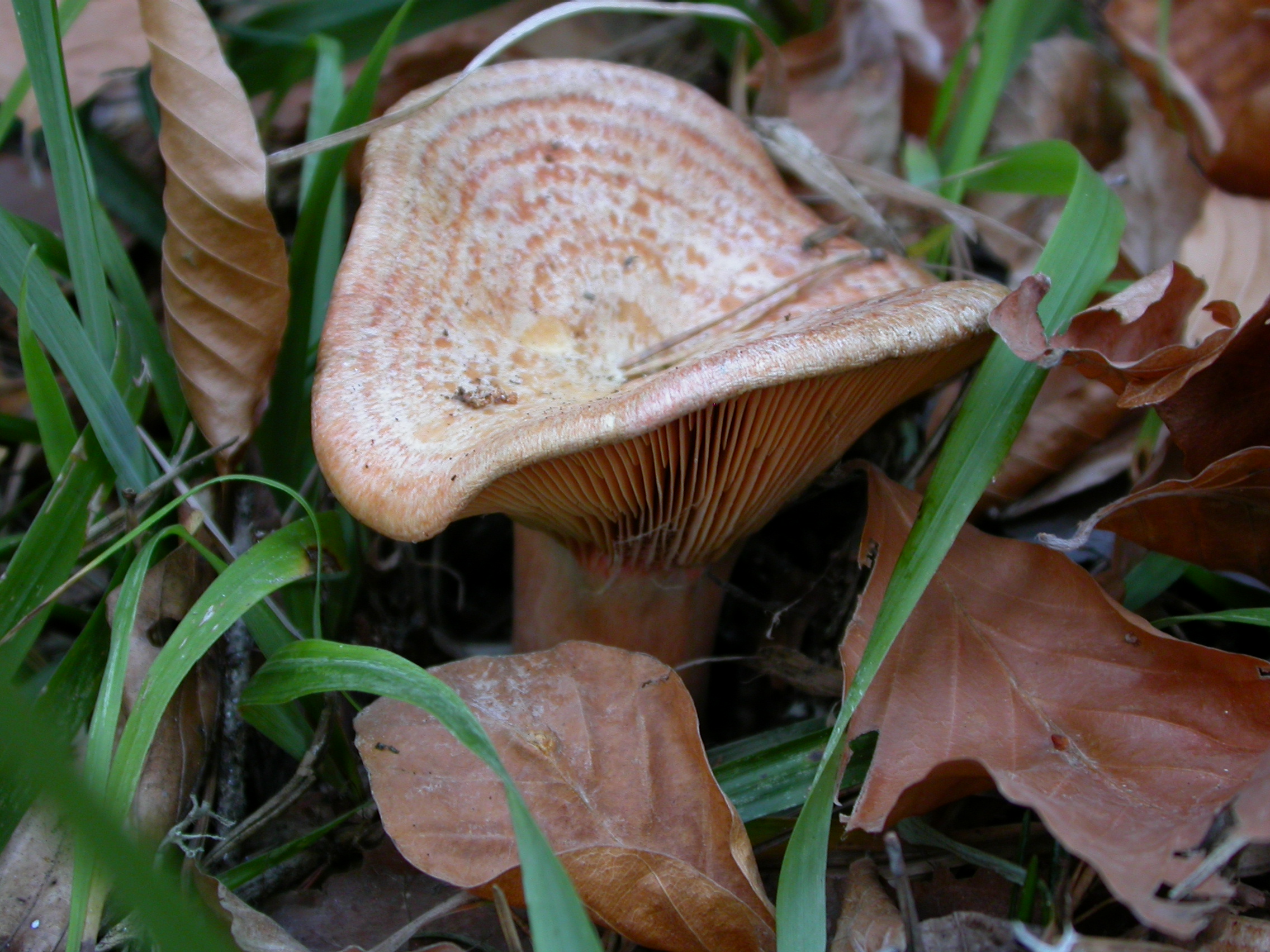 Kanlıca - Lactarius deliciosus